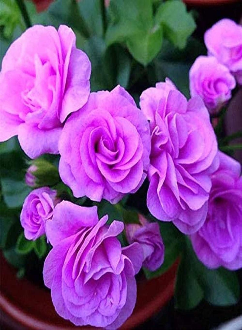 GGOOT 50pcs Variety of Colors Mixed Gorgeous Geranium Seeds Large Area Planting Effect is Good Decorative Flower Beds Borders Window Frames Hanging Baskets - Image 2