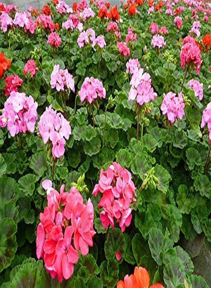 GGOOT 50pcs Variety of Colors Mixed Gorgeous Geranium Seeds Large Area Planting Effect is Good Decorative Flower Beds Borders Window Frames Hanging Baskets - Image 4
