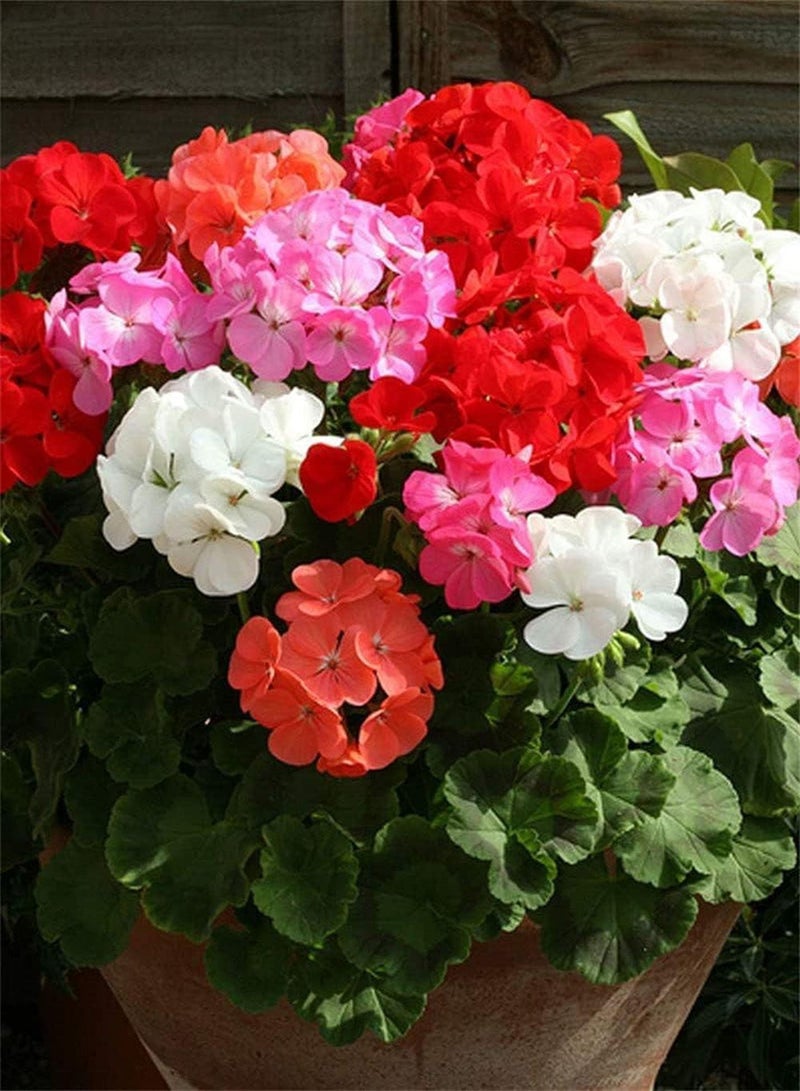GGOOT 50pcs Variety of Colors Mixed Gorgeous Geranium Seeds Large Area Planting Effect is Good Decorative Flower Beds Borders Window Frames Hanging Baskets - Image 3
