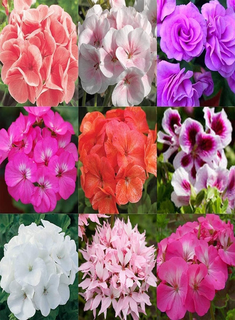 GGOOT 50pcs Variety of Colors Mixed Gorgeous Geranium Seeds Large Area Planting Effect is Good Decorative Flower Beds Borders Window Frames Hanging Baskets - Image 1