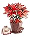 Wowood 3D Flower Wooden Puzzles for AdultsPoinsettia DIY Wooden Flowers Model Kit Building Set Crafts for Adults to Build Botanical CollectionIdeal Creative Gift IdeasHousewarming 153PCS - Image 2