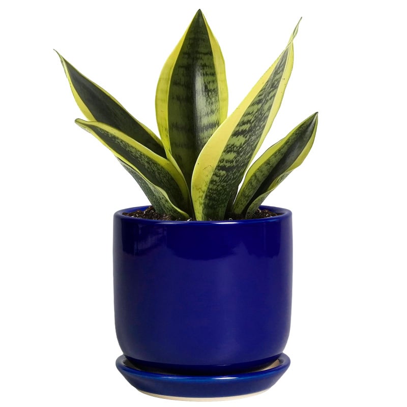 SUNPOTFOR Succulent Pot 5 Inch Modern Ceramic Planter for Indoor Plants with Drainage Hole and Saucer Office Home Room Patio Decor Blue