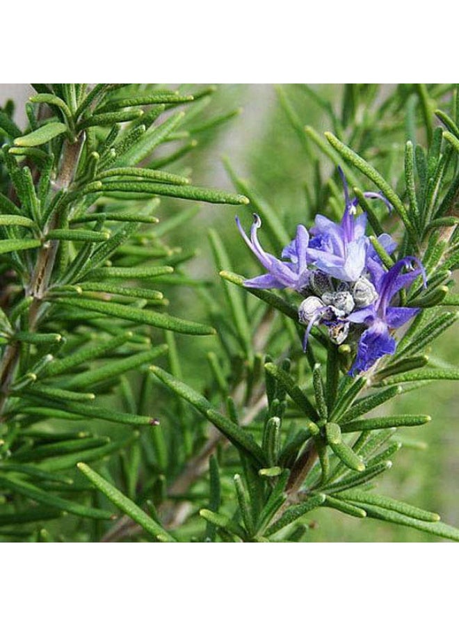 Rosemary Herb Seeds
