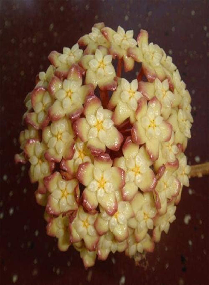 GGOOT seeds Fresh 105pcs Hoya Flower Seeds for Planting Cream