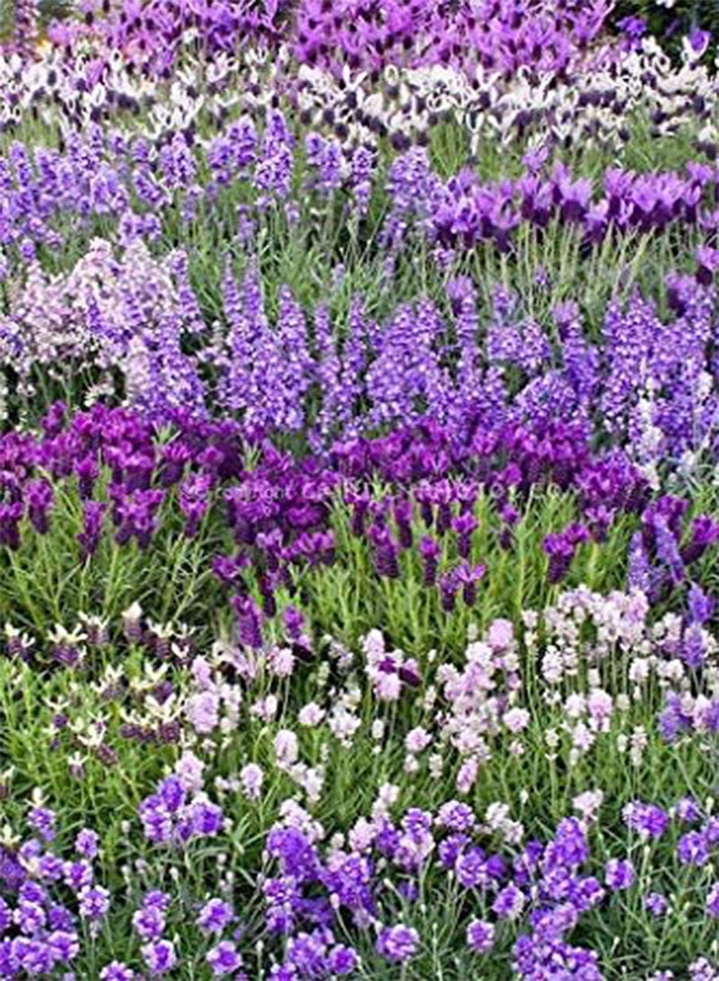 GGOOT seeds Fresh 200 pcs Lavender Balcony Flower seeds for Planting mixed1