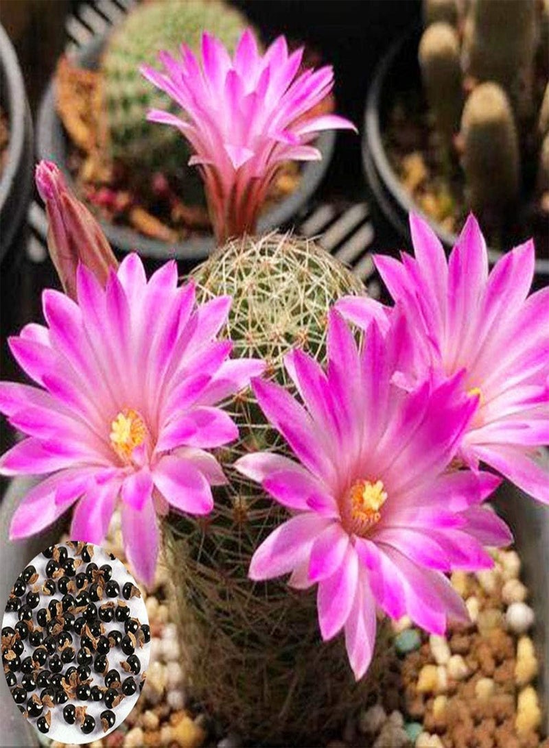 GGOOT 200Pcs Mixed Color Cactus Seeds,Succulent Plant Home Garden Bonsai Balcony Decor for Planting Garden Yard Outdoor 1 Cactus Seeds - Image 1