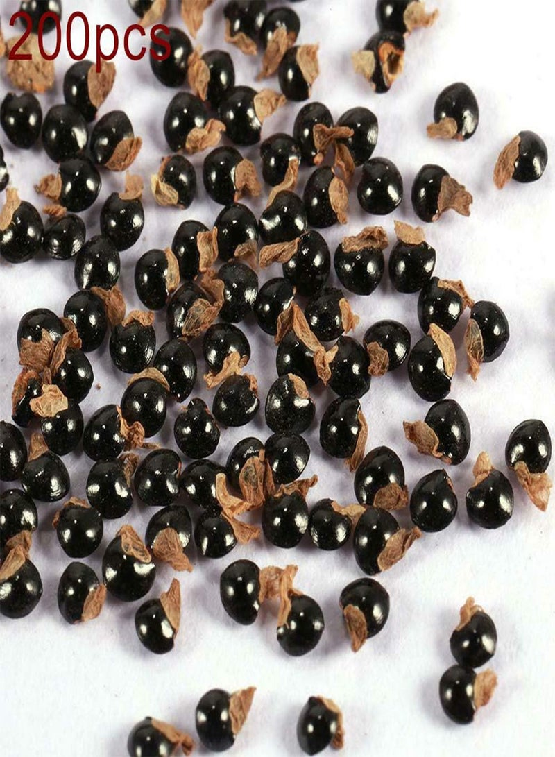 GGOOT 200Pcs Mixed Color Cactus Seeds,Succulent Plant Home Garden Bonsai Balcony Decor for Planting Garden Yard Outdoor 1 Cactus Seeds - Image 2