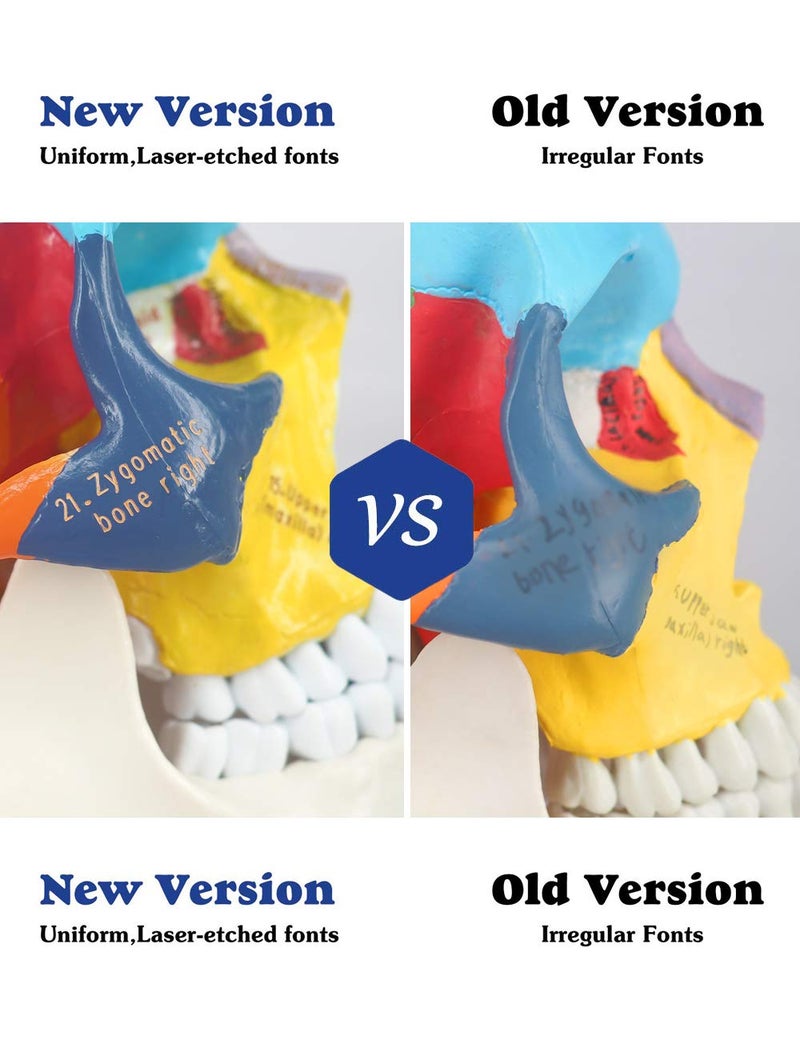 Medarchitect Upgraded Life Size Human Colored Head Skull Anatomical Model with Newest Laser-Etched Fonts and Skull Diagram Mouse Pad for Medical Student Human Anatomy Study Course Demonstration - Image 4