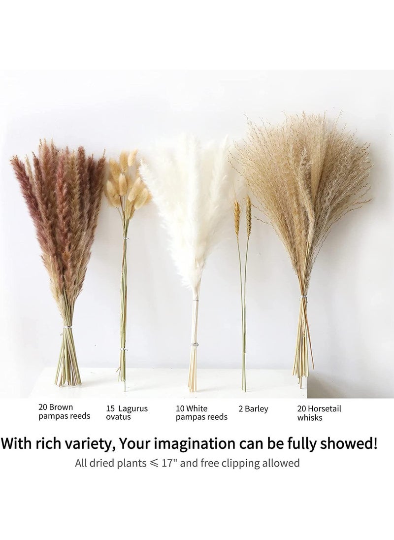Generic 67 Pcs Dried Pampas Grass Dried Flowers Of Small Reeds Boho Natural Flowers Arrangements White Reed Bunny Tails for Home Decor Flower Living Room Balcony Wedding Party 