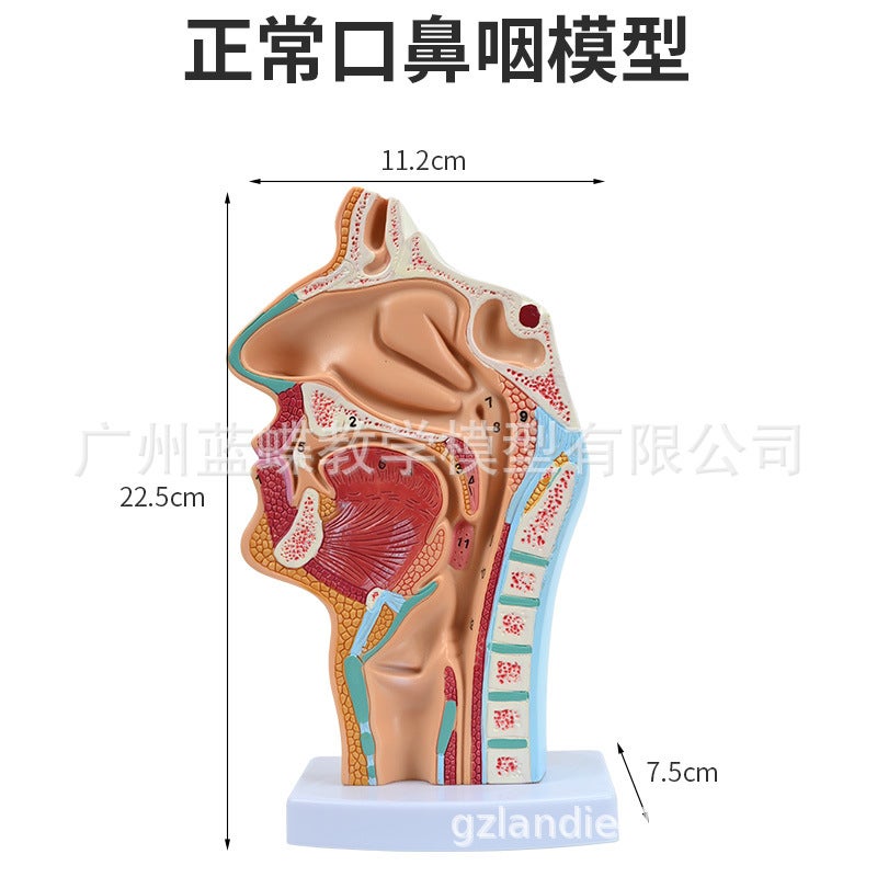Generic Human Anatomical Nasal Oral Pharyngeal Model Normal oronasopharyngeal sagittal (with numerical identification) 