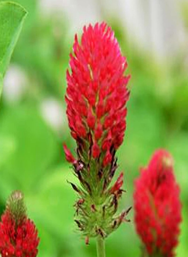 GGOOT 200Pcs/Bag Trifolium Pratense Seeds Perennial High Nutrition Red Flowering Crimson Clover Seeds for Balcony - Trifolium Seeds - Image 5