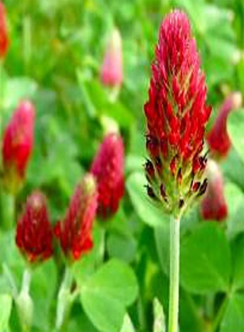 GGOOT 200Pcs/Bag Trifolium Pratense Seeds Perennial High Nutrition Red Flowering Crimson Clover Seeds for Balcony - Trifolium Seeds - Image 4