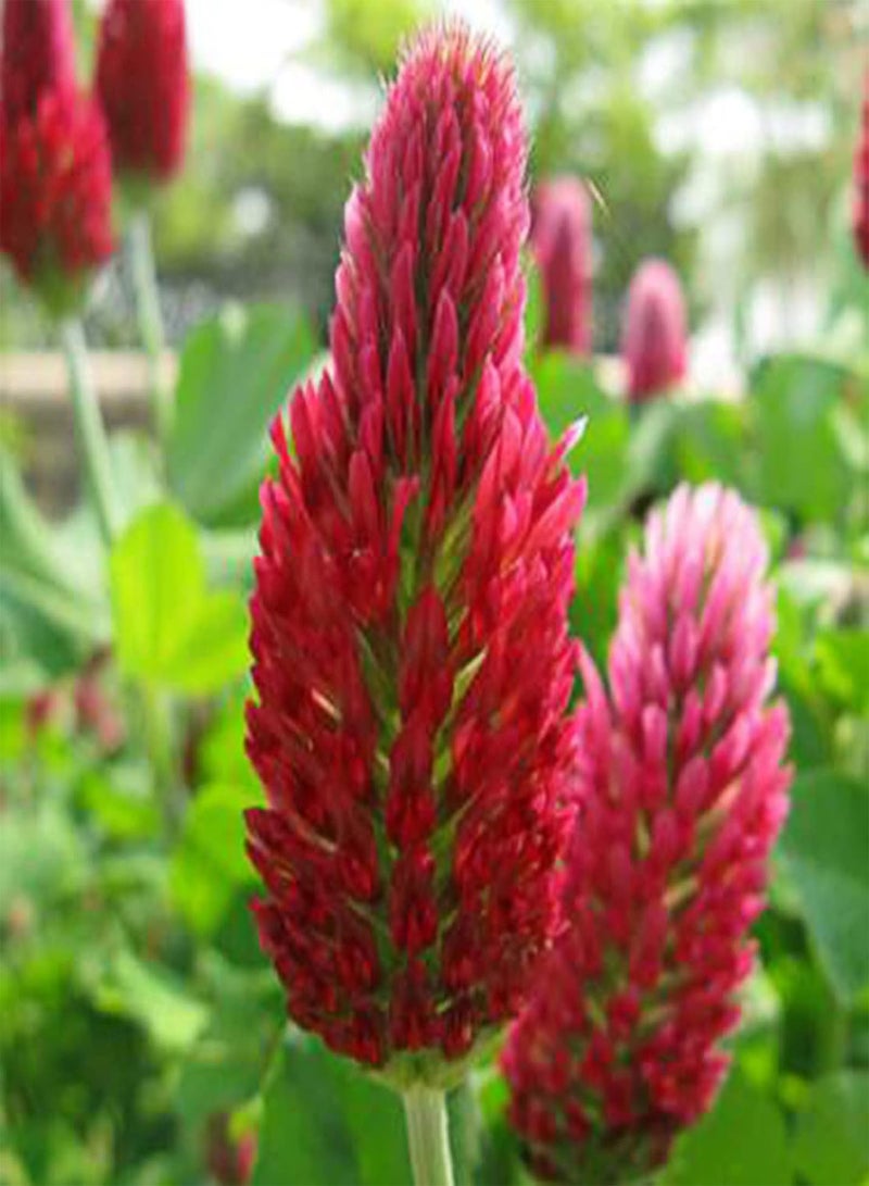 GGOOT 200Pcs/Bag Trifolium Pratense Seeds Perennial High Nutrition Red Flowering Crimson Clover Seeds for Balcony - Trifolium Seeds - Image 3