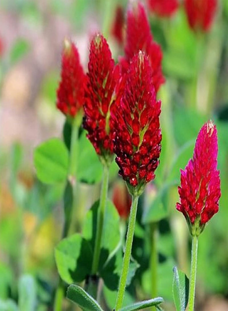 GGOOT 200Pcs/Bag Trifolium Pratense Seeds Perennial High Nutrition Red Flowering Crimson Clover Seeds for Balcony - Trifolium Seeds - Image 2