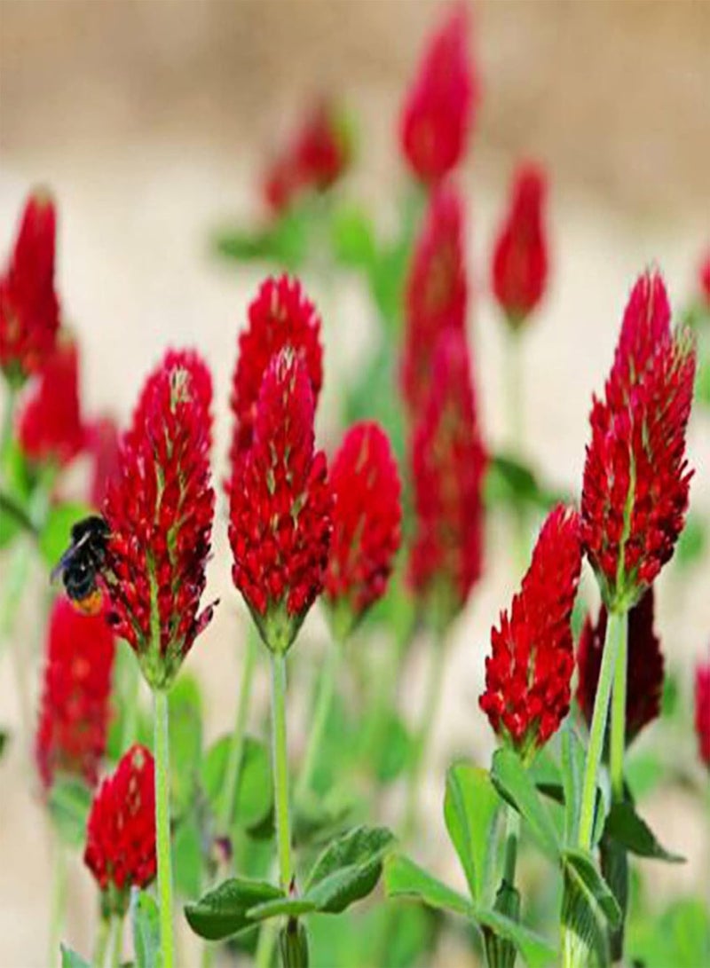 GGOOT 200Pcs/Bag Trifolium Pratense Seeds Perennial High Nutrition Red Flowering Crimson Clover Seeds for Balcony - Trifolium Seeds - Image 1
