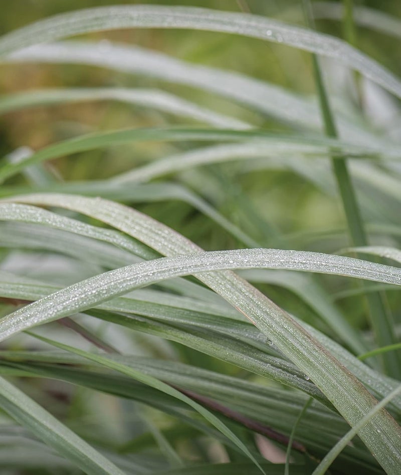 Burpee Lemongrass Cymbopogon Citratus 10 Multi Pellets Per Package  NonGMO Planting Seeds  Easy to Grow Culinary Herb  Bright Citrusy Flavor - Image 1