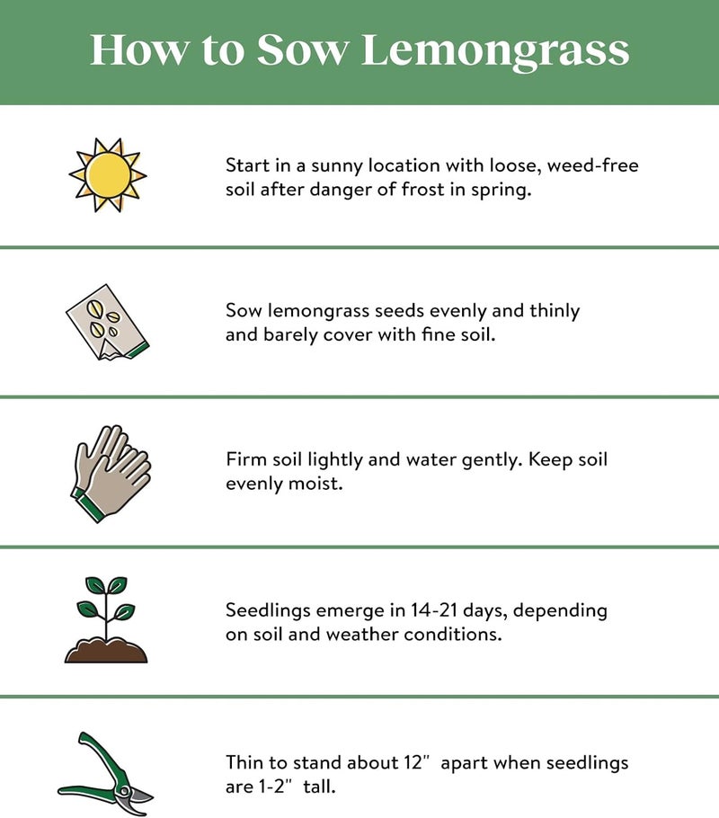 Burpee Lemongrass Cymbopogon Citratus 10 Multi Pellets Per Package  NonGMO Planting Seeds  Easy to Grow Culinary Herb  Bright Citrusy Flavor - Image 3