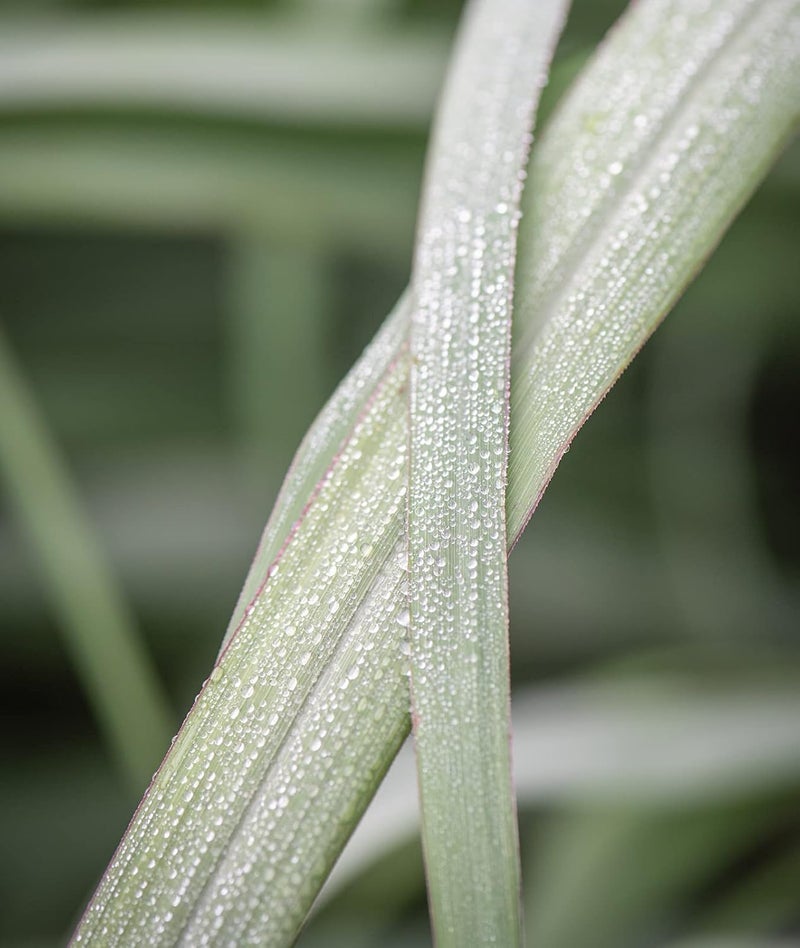 Burpee Lemongrass Cymbopogon Citratus 10 Multi Pellets Per Package  NonGMO Planting Seeds  Easy to Grow Culinary Herb  Bright Citrusy Flavor - Image 5