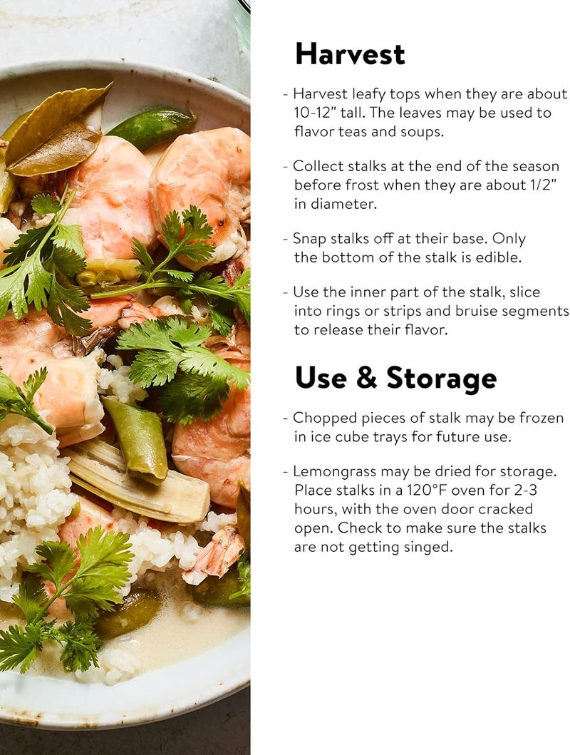 Burpee Lemongrass Cymbopogon Citratus 10 Multi Pellets Per Package  NonGMO Planting Seeds  Easy to Grow Culinary Herb  Bright Citrusy Flavor - Image 4