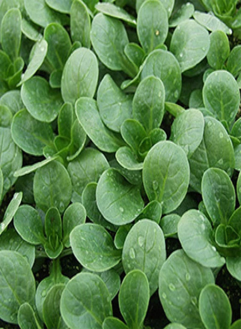 جي جوت سلطة الذرة، فيرت دي كامبراي 2400 (4 جرام) بذور خضراوات - Image 2