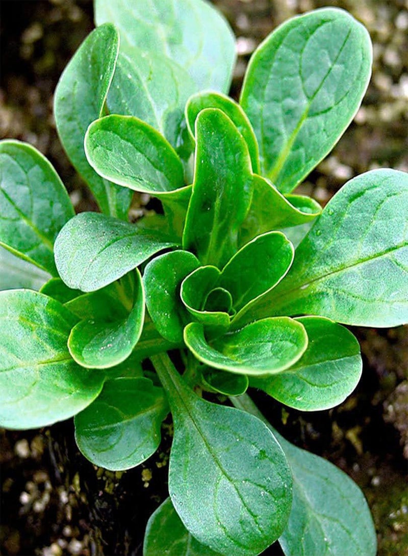 جي جوت سلطة الذرة، فيرت دي كامبراي 2400 (4 جرام) بذور خضراوات - Image 1