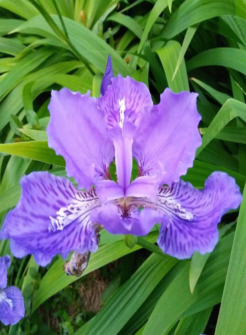 GGOOT 5pcs paarse irisbollen zeldzame Speciale kleur aanpasbaar gemakkelijk te planten aanbevolen sierbloemen is OOK EEN belangrijk materiaal - Image 1
