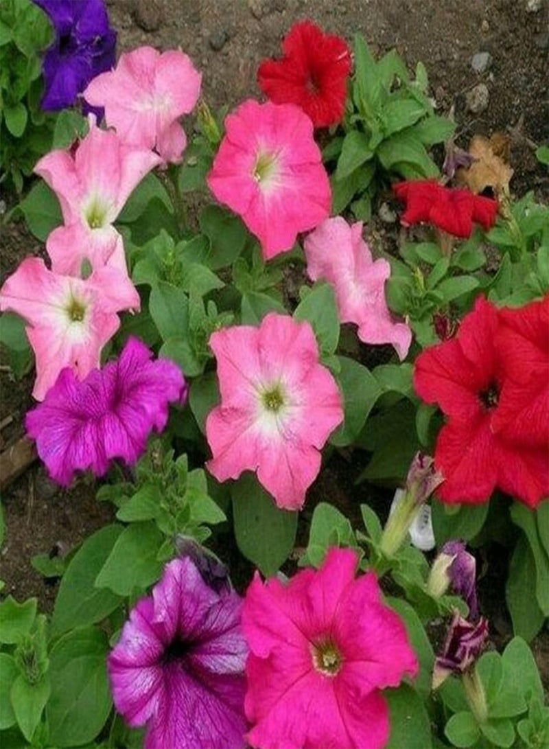 GGOOT Petunia Nana Compacta Mixed - Petunia Nana compacta Flower Seeds, Dwarf Mixed Petunia Home Garden Planting by Heavy Torch, 25 Seeds - Image 3