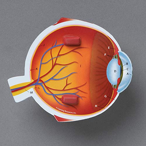 Learning Resources Cross-Section Human Eye Model, Biology, Scientific Vocabulary, Classroom Accessories, Measures 5′′ in diameter. Grades 2+ - Image 2