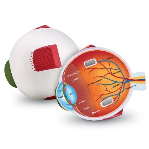 Learning Resources Cross-Section Human Eye Model, Biology, Scientific Vocabulary, Classroom Accessories, Measures 5′′ in diameter. Grades 2+ - Image 1