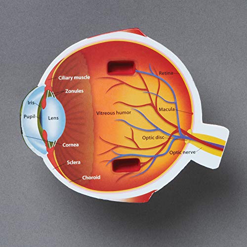 Learning Resources Cross-Section Human Eye Model, Biology, Scientific Vocabulary, Classroom Accessories, Measures 5′′ in diameter. Grades 2+ - Image 3