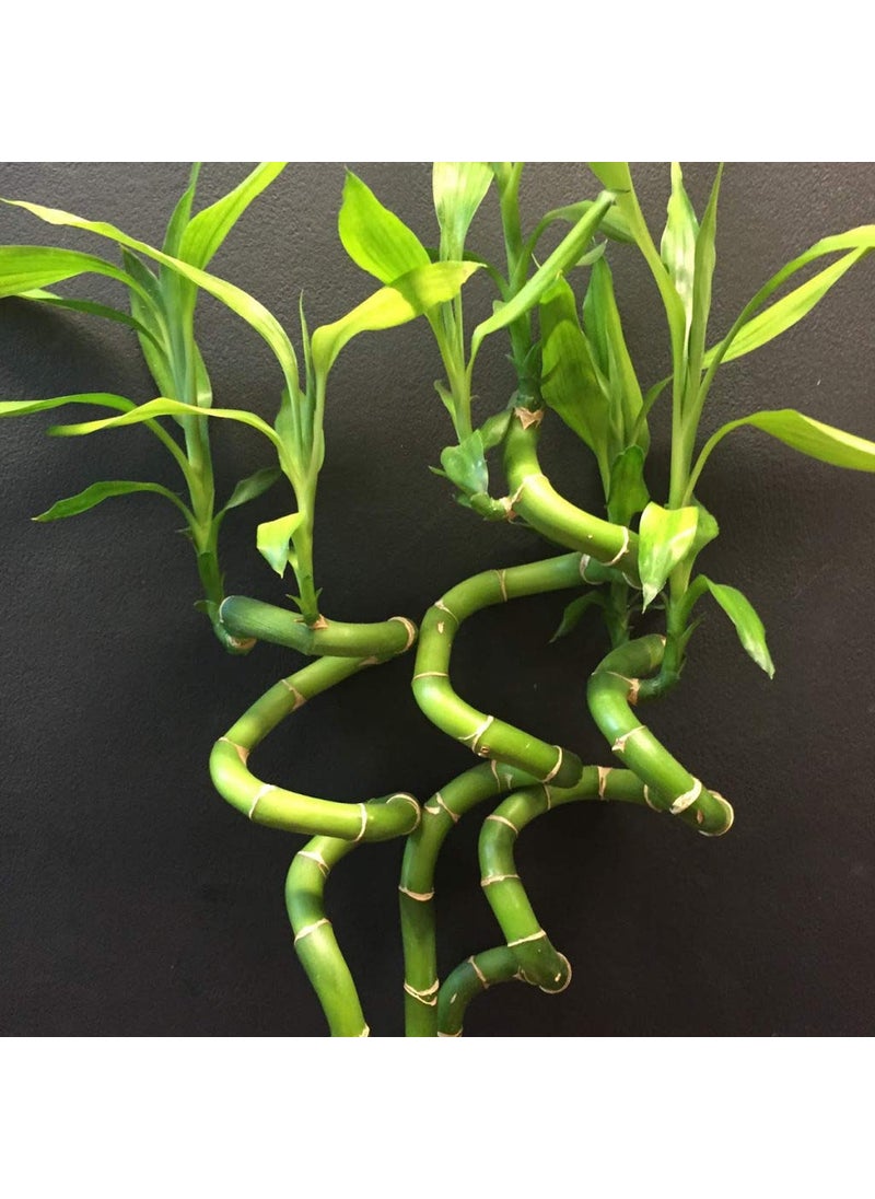 SMZ BRANDLINES;Smart Branding Smz BrandlinesSmart Branding Smz Brandlines 45Cm Spiral Lucky Bamboo Indoor Plant With Glass VaseBowl For Feng Shui3Stems  - Image 2
