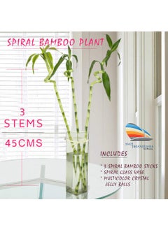 SMZ BRANDLINES;Smart Branding Smz BrandlinesSmart Branding Smz Brandlines 45Cm Spiral Lucky Bamboo Indoor Plant With Glass VaseBowl For Feng Shui3Stems  - Image 1