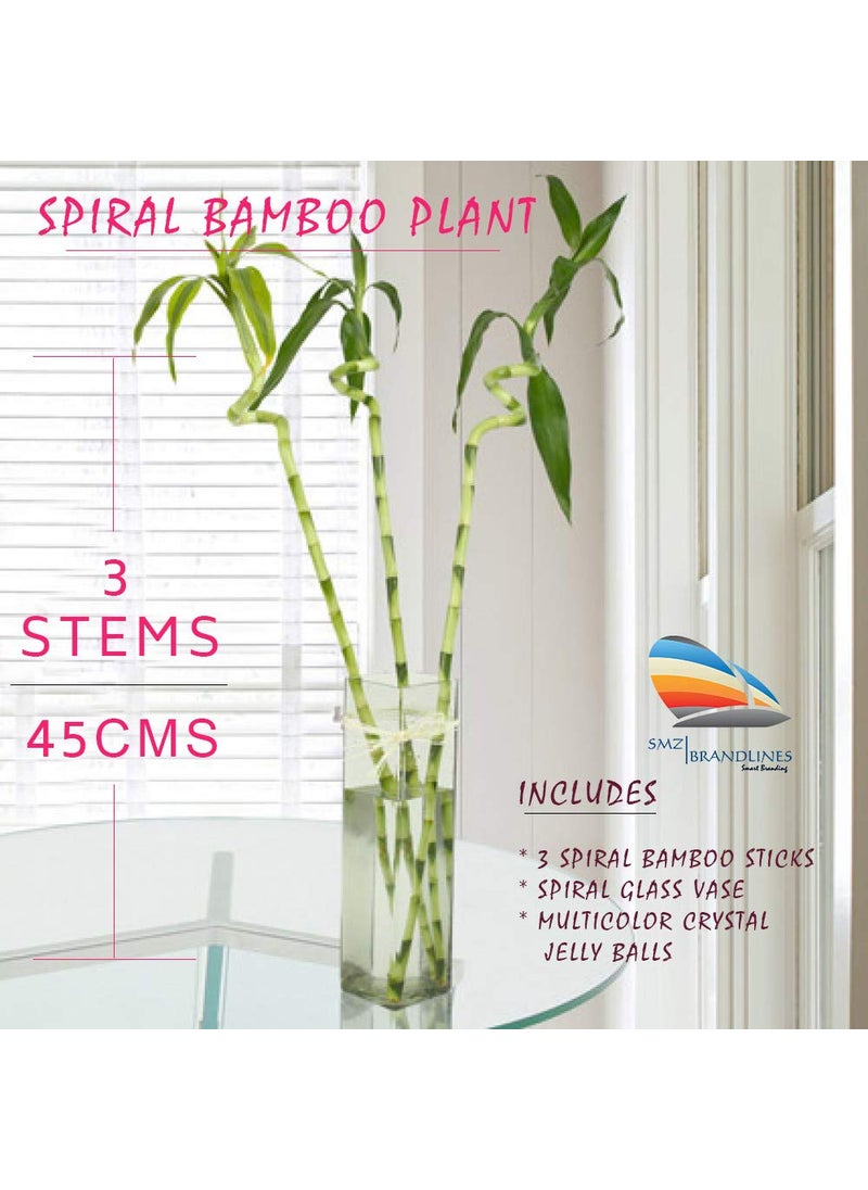 SMZ BRANDLINES;Smart Branding Smz BrandlinesSmart Branding Smz Brandlines 45Cm Spiral Lucky Bamboo Indoor Plant With Glass VaseBowl For Feng Shui3Stems  - Image 1