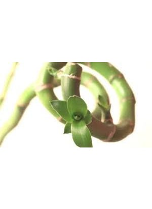 SMZ BRANDLINES;Smart Branding Smz BrandlinesSmart Branding Smz Brandlines 45Cm Spiral Lucky Bamboo Indoor Plant With Glass VaseBowl For Feng Shui3Stems  - Image 5