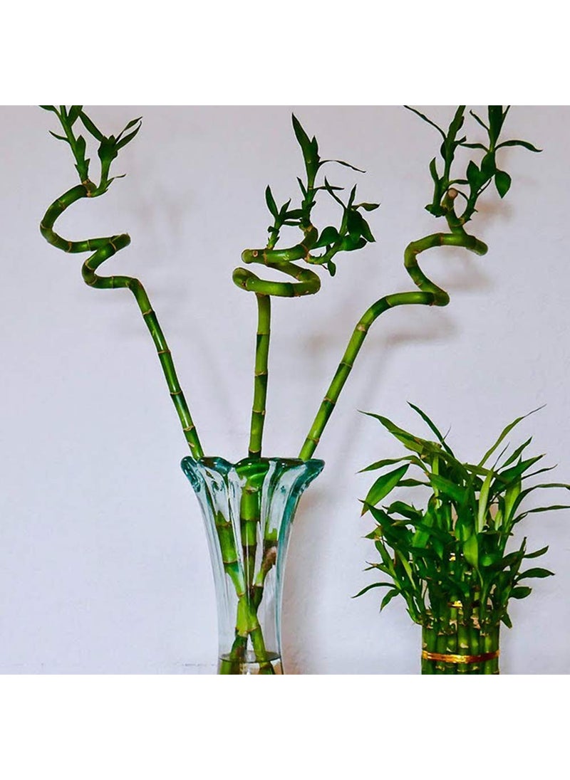 SMZ BRANDLINES;Smart Branding Smz BrandlinesSmart Branding Smz Brandlines 45Cm Spiral Lucky Bamboo Indoor Plant With Glass VaseBowl For Feng Shui3Stems  - Image 3