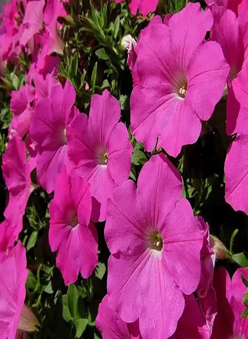 GGOOT 200pcs Pink Petunia Seeds Adaptable Don't Need Much Care Window Frame Hanging Basket Decorations Brighten up Garden Art Decor - Image 1