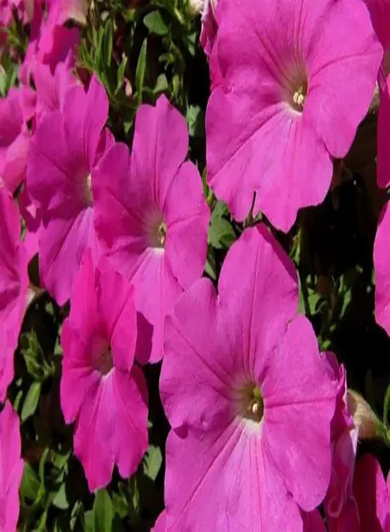 GGOOT 200pcs Pink Petunia Seeds Adaptable Don't Need Much Care Window Frame Hanging Basket Decorations Brighten up Garden Art Decor - Image 2