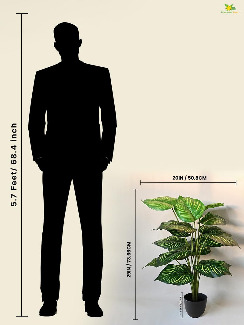 Blooming Floret Artificial Calathea Orbifolia Plant for Home Decor/Office Decor/Gifting | 63.5 cm Tall Ornamental Plant with Basic Black Pot |18 Leaves | Big Natural Looking Indoor Plant - Image 3