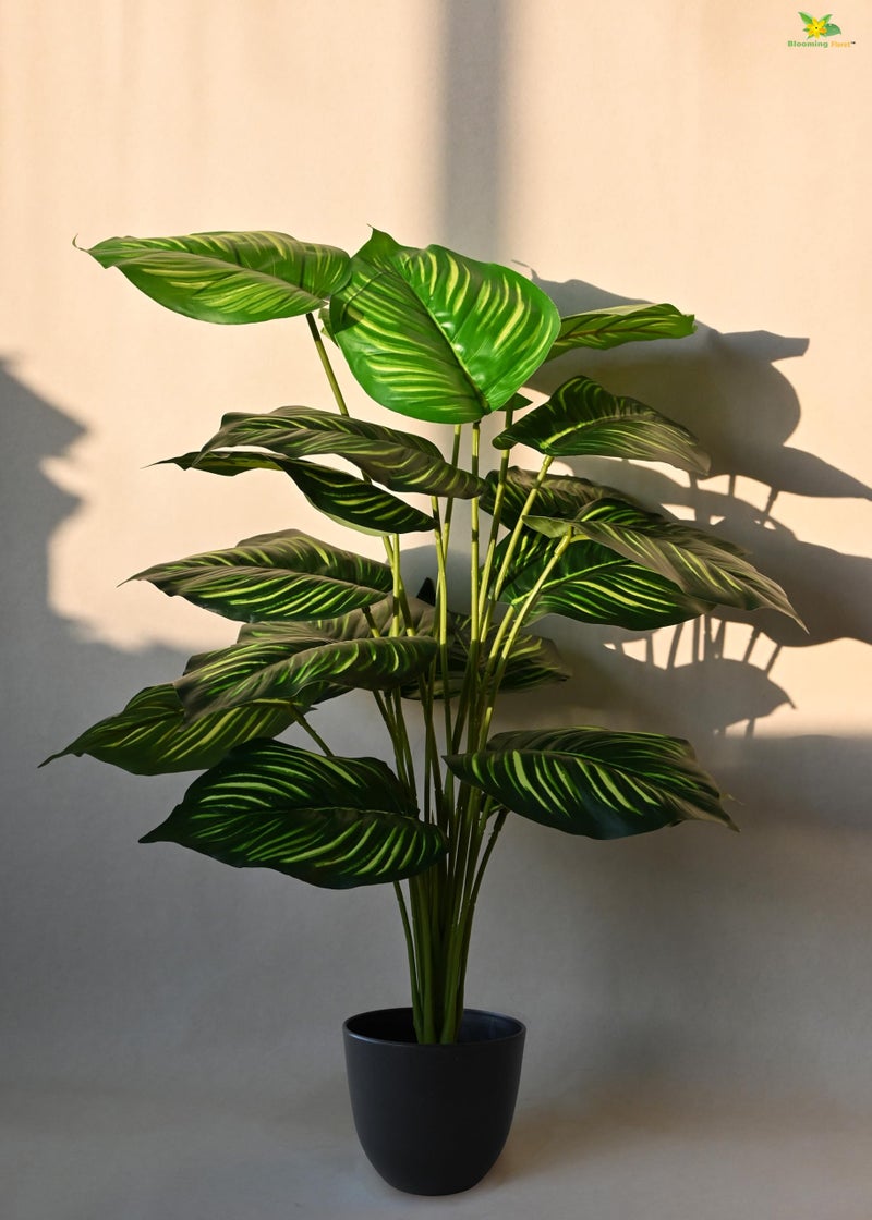Blooming Floret Artificial Calathea Orbifolia Plant for Home Decor/Office Decor/Gifting | 63.5 cm Tall Ornamental Plant with Basic Black Pot |18 Leaves | Big Natural Looking Indoor Plant - Image 1