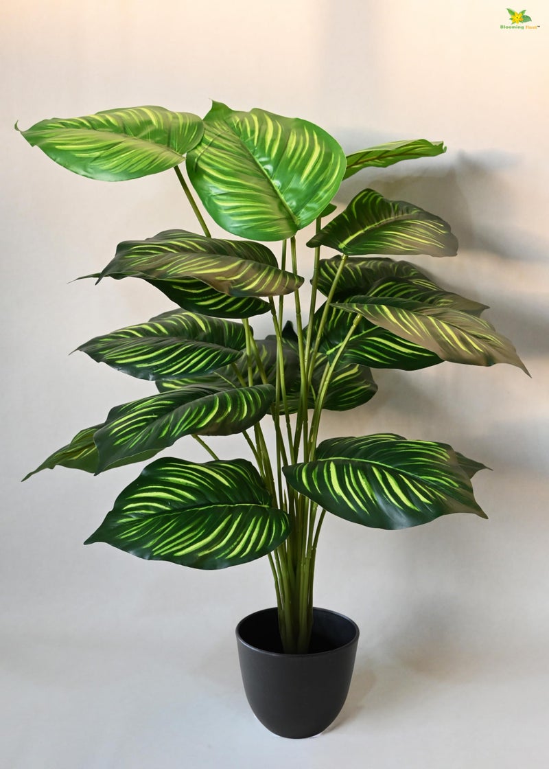 Blooming Floret Artificial Calathea Orbifolia Plant for Home Decor/Office Decor/Gifting | 63.5 cm Tall Ornamental Plant with Basic Black Pot |18 Leaves | Big Natural Looking Indoor Plant - Image 4