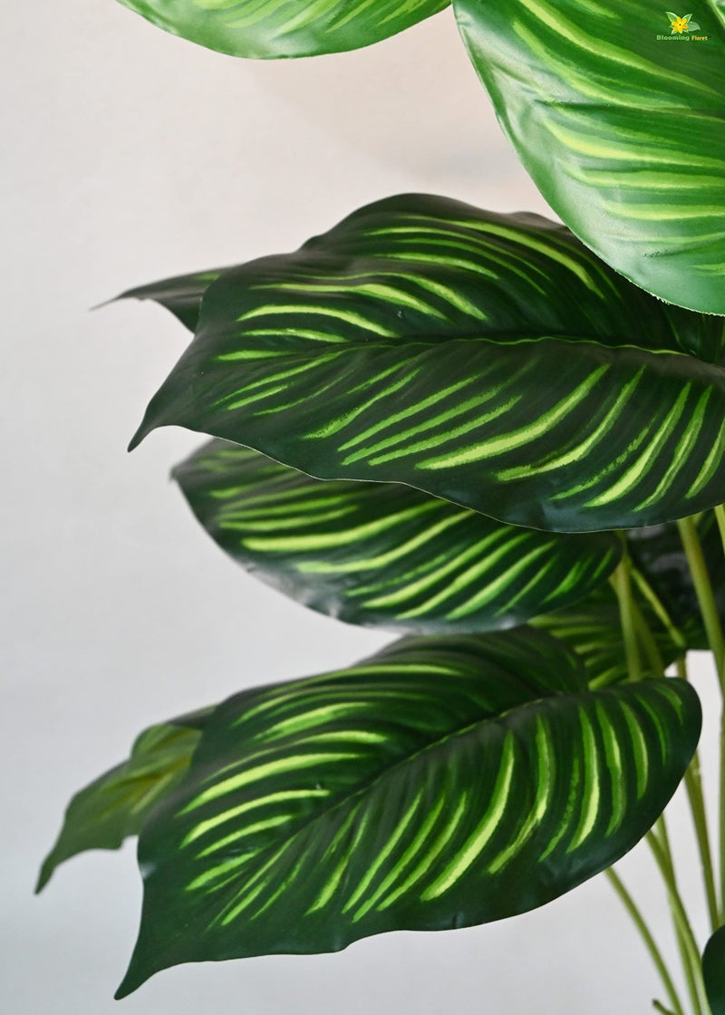 Blooming Floret Artificial Calathea Orbifolia Plant for Home Decor/Office Decor/Gifting | 63.5 cm Tall Ornamental Plant with Basic Black Pot |18 Leaves | Big Natural Looking Indoor Plant - Image 2