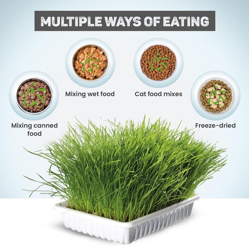 Trixie بذور عشب القطط مع وعاء بلاستيكي للقطط الصغيرة وجميع القطط، ناعم، غني بالفيتامينات، سهل النمو، مغذي وطبيعي، يدعم الصحة والهضم، 100 جرام - Image 4