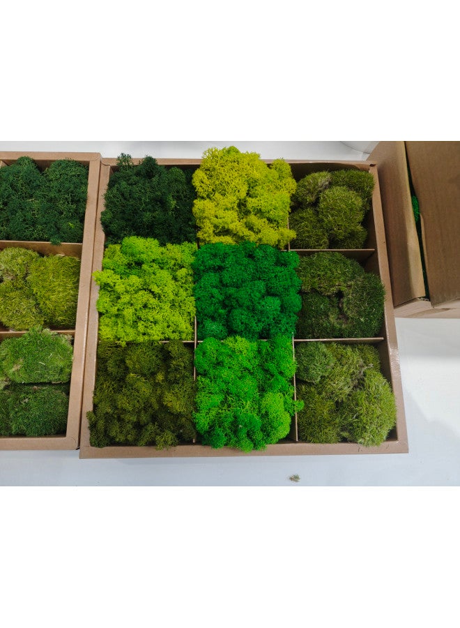 RYK Natural Preserved Moss Box, Mixed Reindeer Craft Moss, Home Office Art Decoration - Image 4
