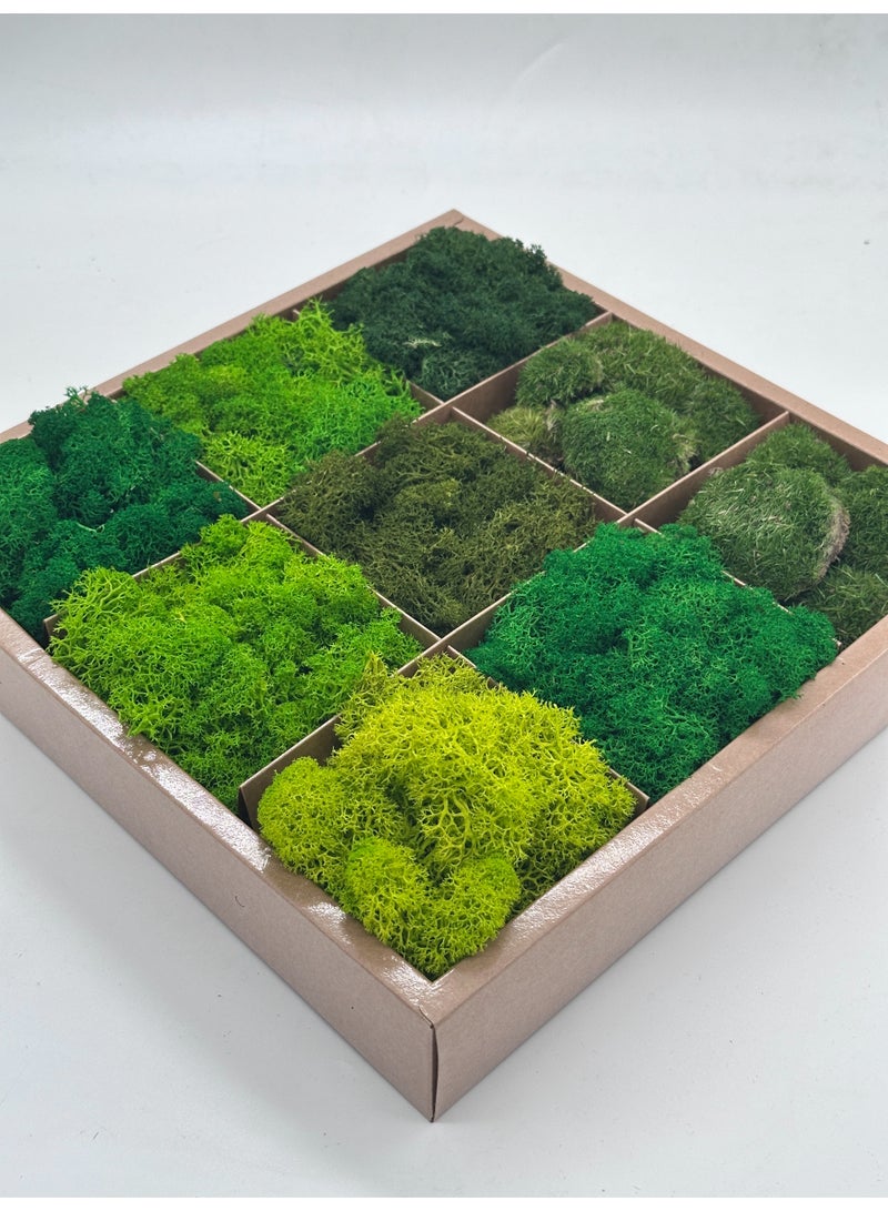 RYK Natural Preserved Moss Box, Mixed Reindeer Craft Moss, Home Office Art Decoration - Image 1