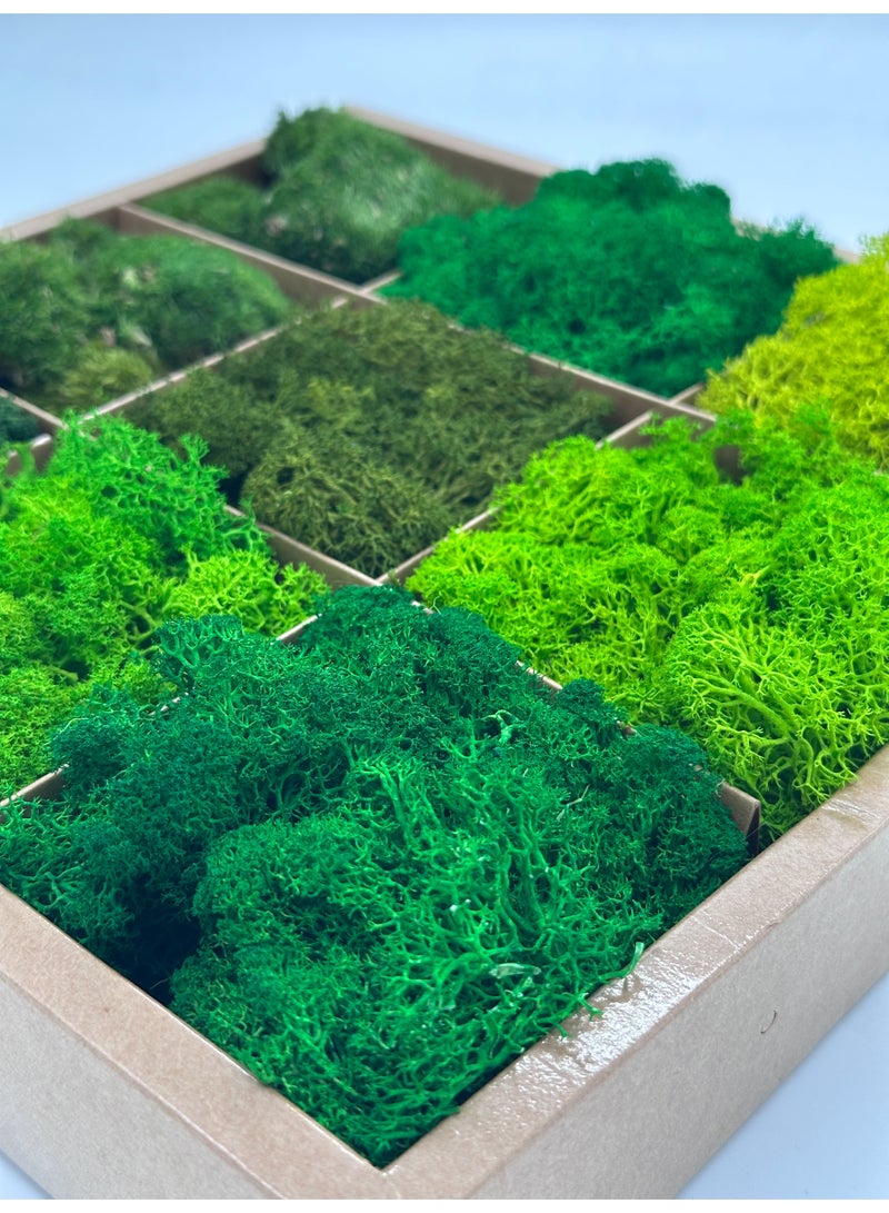 RYK Natural Preserved Moss Box, Mixed Reindeer Craft Moss, Home Office Art Decoration - Image 2