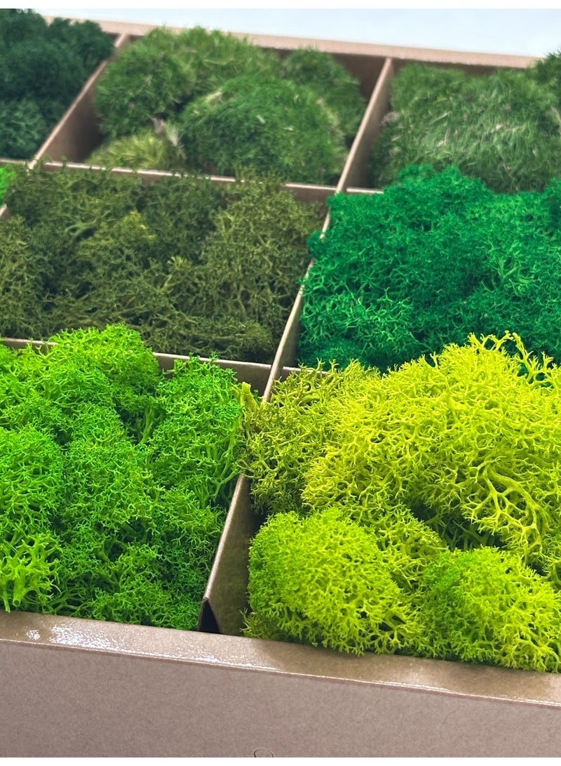 RYK Natural Preserved Moss Box, Mixed Reindeer Craft Moss, Home Office Art Decoration - Image 3