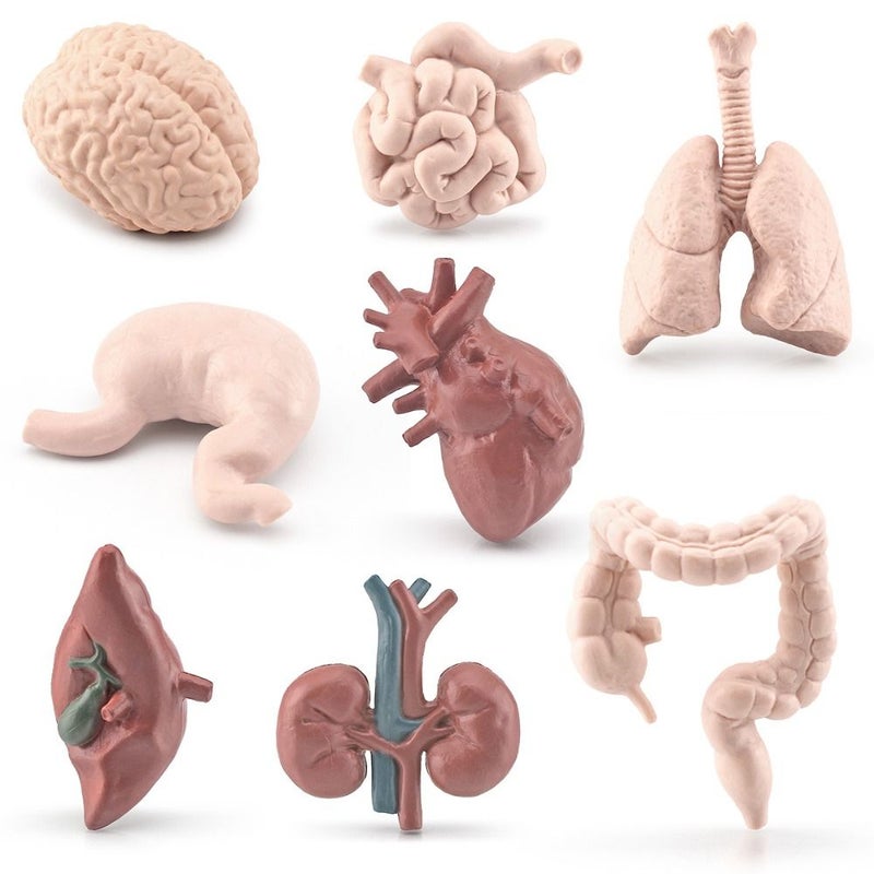 8 نماذج محاكاة للأعضاء البشرية: الدماغ، القلب، المعدة، الرئتين، الكبد، الكلى - Image 2