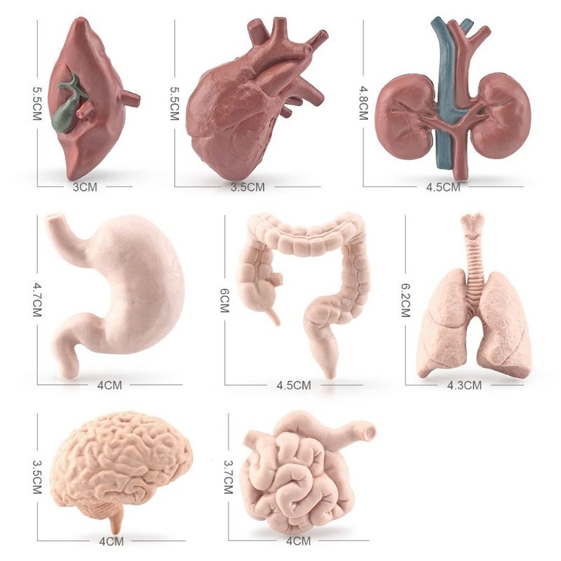 8 نماذج محاكاة للأعضاء البشرية: الدماغ، القلب، المعدة، الرئتين، الكبد، الكلى - Image 5