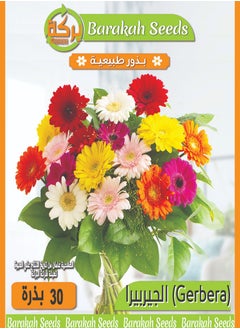 High germination rate flower seeds  - gerbera flower