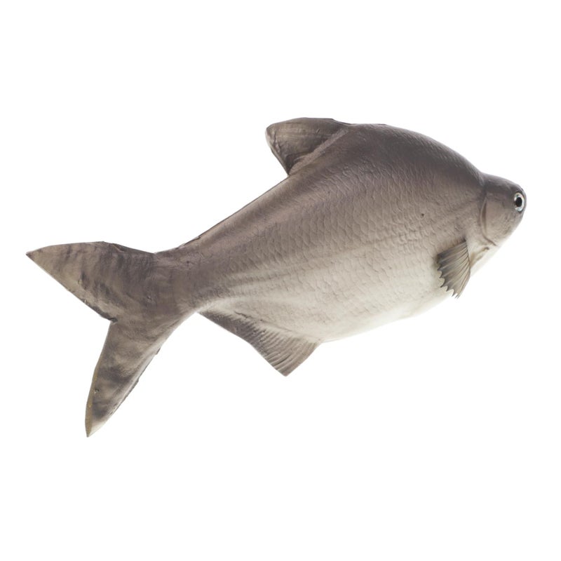 Lifelike Artificial Fish Toy for Pet Cat Play Aquarium Decor - Image 2